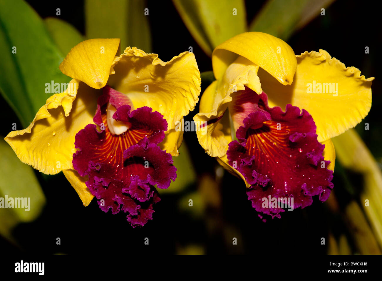 Giallo e rosso borgogna cattleya orchid ibrido a Peradeniya Botanic Gardens, Sri Lanka Foto Stock