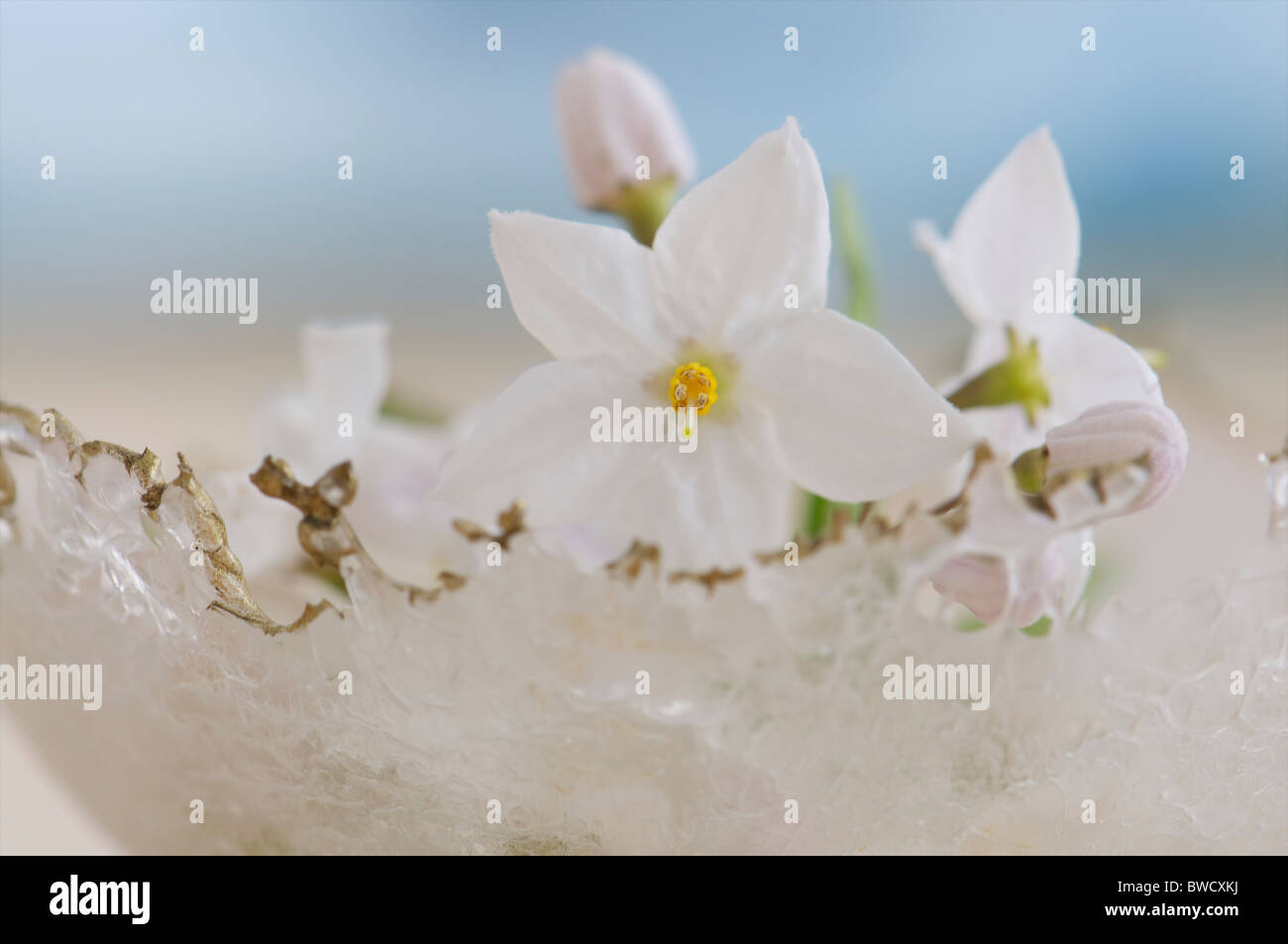 Bianchi delicati fiori di gelsomino nella ciotola di cristallo Foto Stock