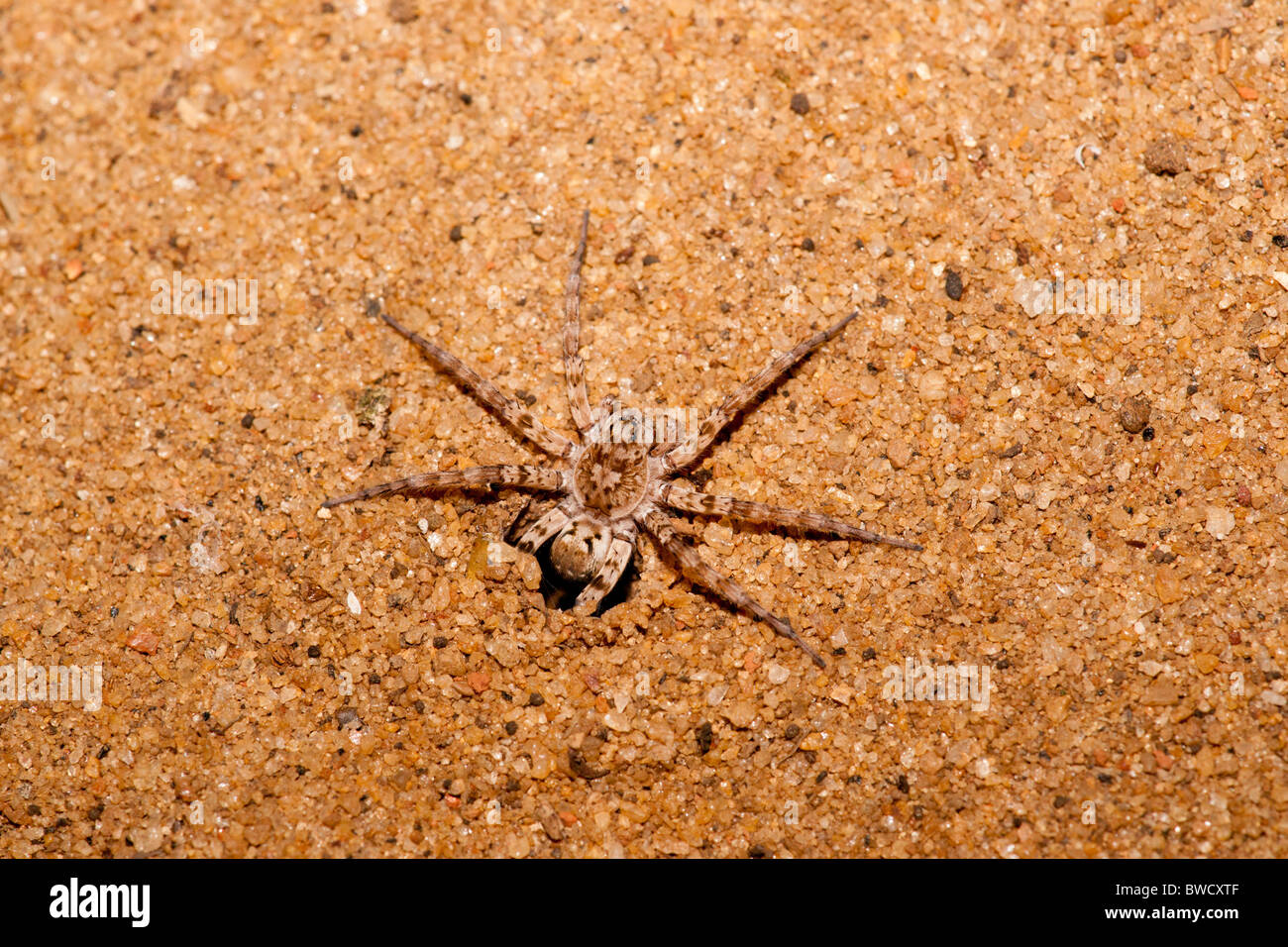 In prossimità di una dello Sri Lanka Spider dalla sua tana Foto Stock