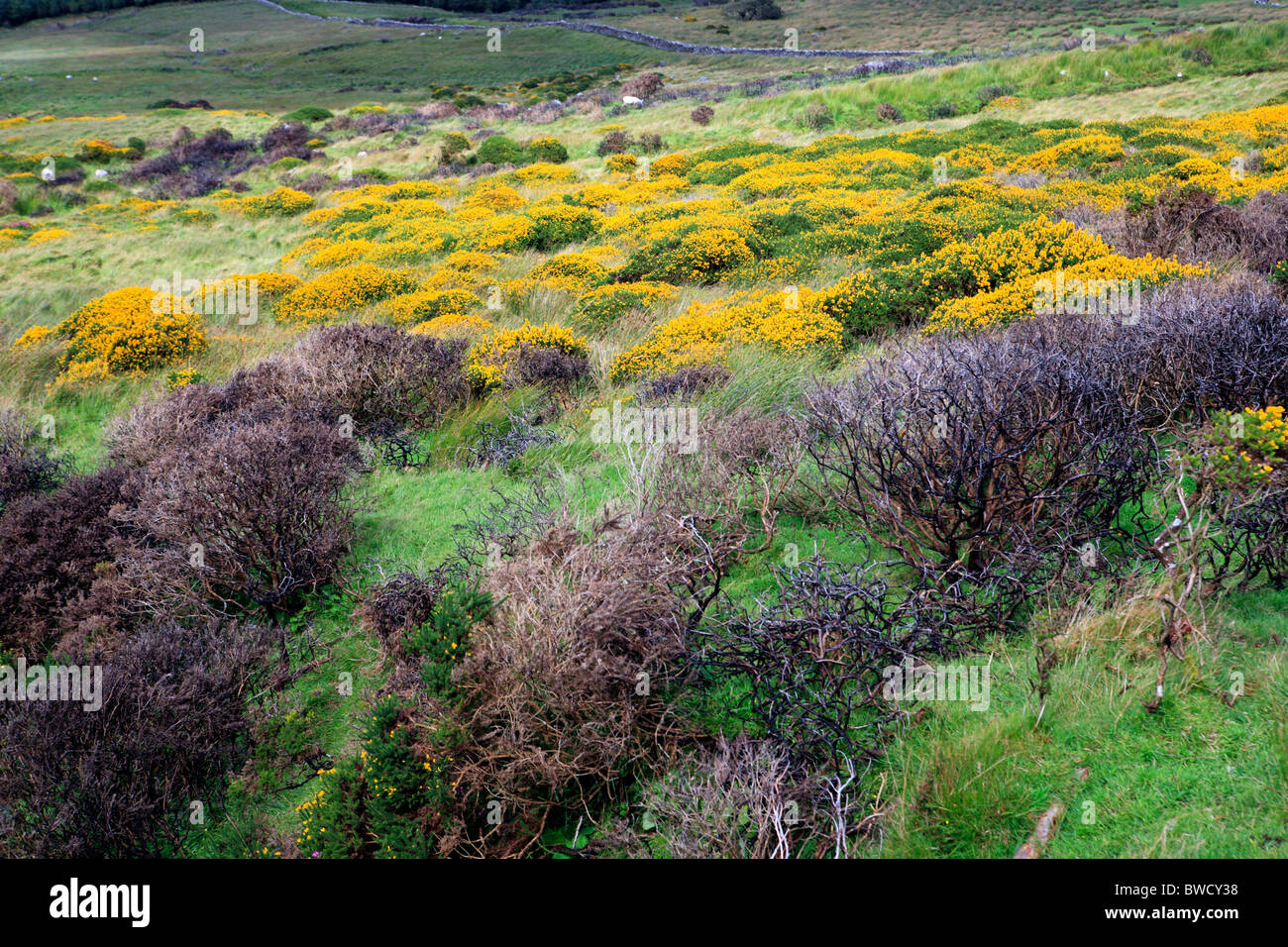 Connor pass, penisola di Dingle, Contea di Kerry, Irlanda Foto Stock