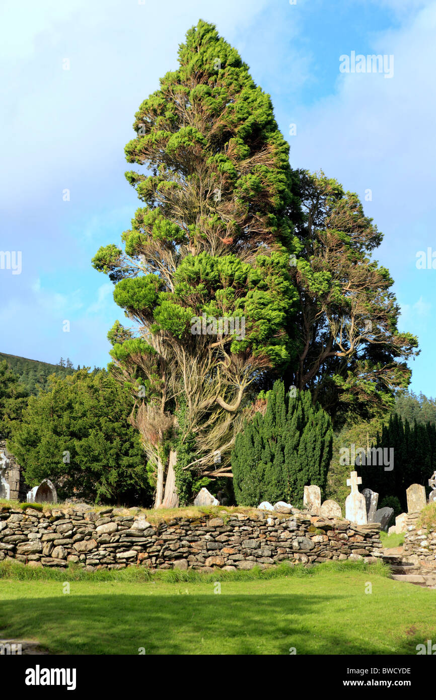 Cipresso, Glendalough, Monti Wicklow, Irlanda Foto Stock