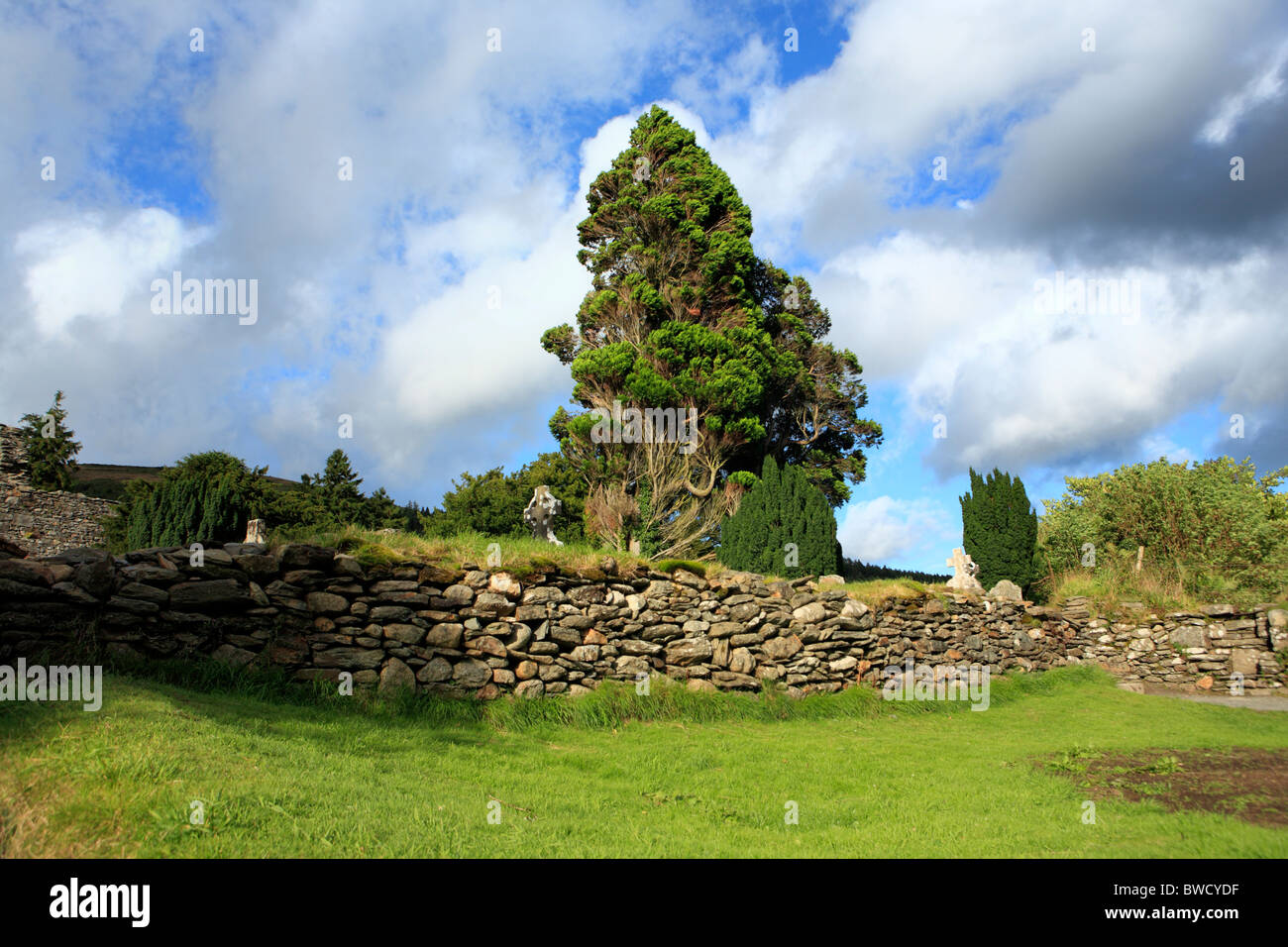 Cipresso, Glendalough, Monti Wicklow, Irlanda Foto Stock