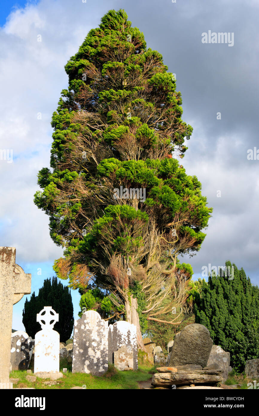 Cipresso, Glendalough, Monti Wicklow, Irlanda Foto Stock