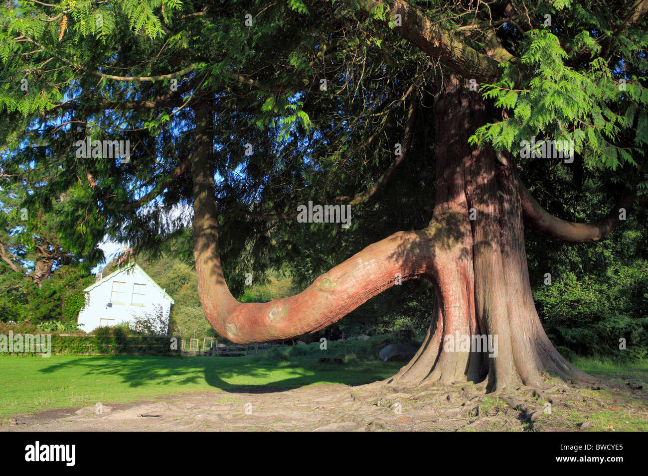 Cipresso, Glendalough, Monti Wicklow, Irlanda Foto Stock