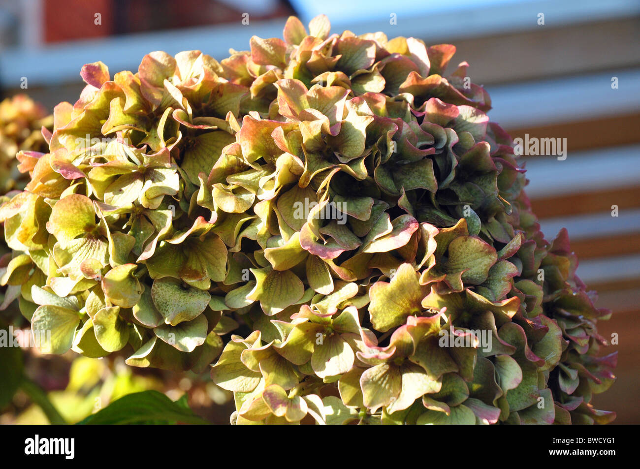 Ascot Berkshire, Inghilterra: morendo fiore ortensie in autunno in un giardino Foto Stock