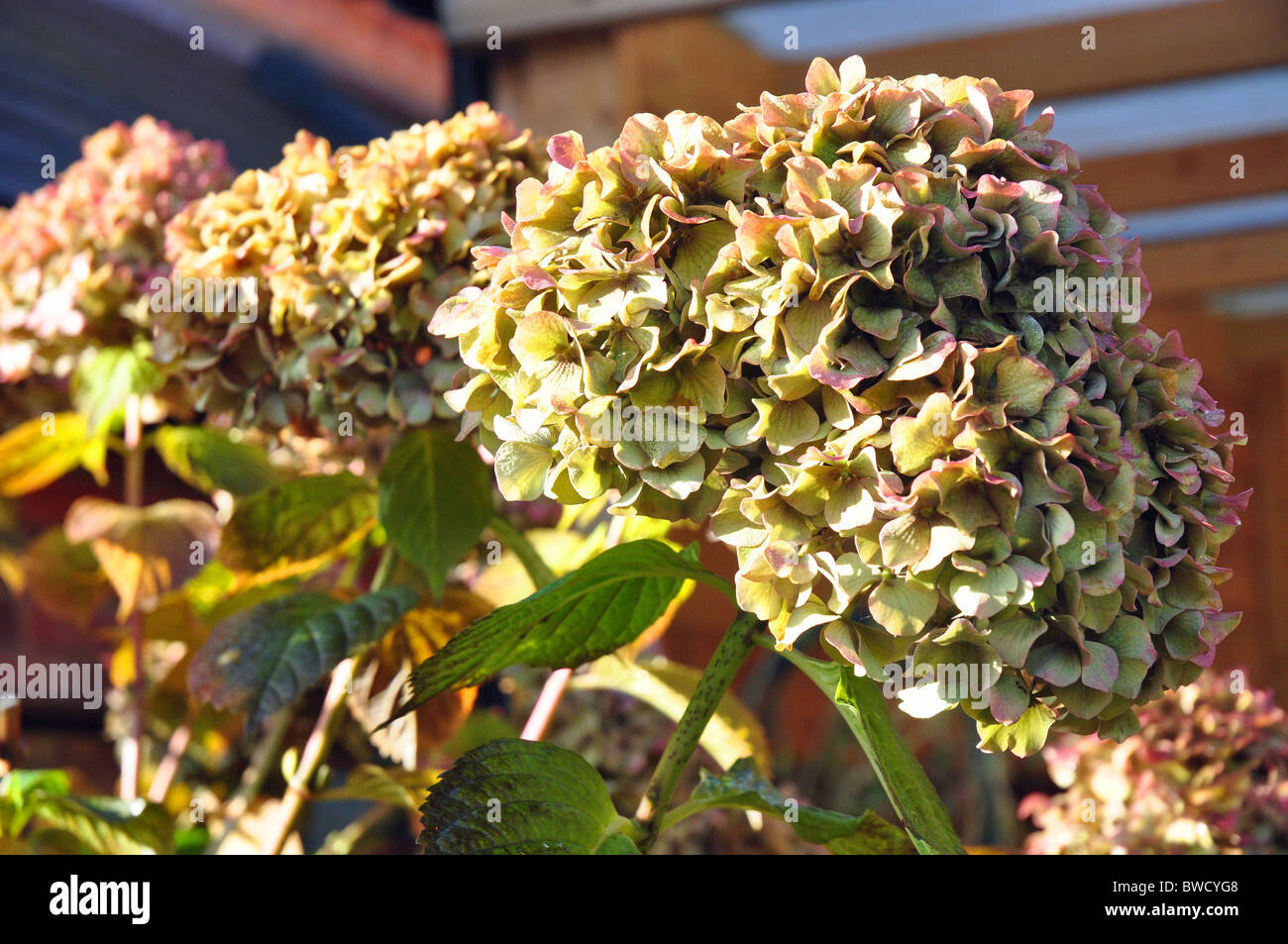 Ascot Berkshire, Inghilterra: i fiori delle ortensie in autunno in un graden Foto Stock