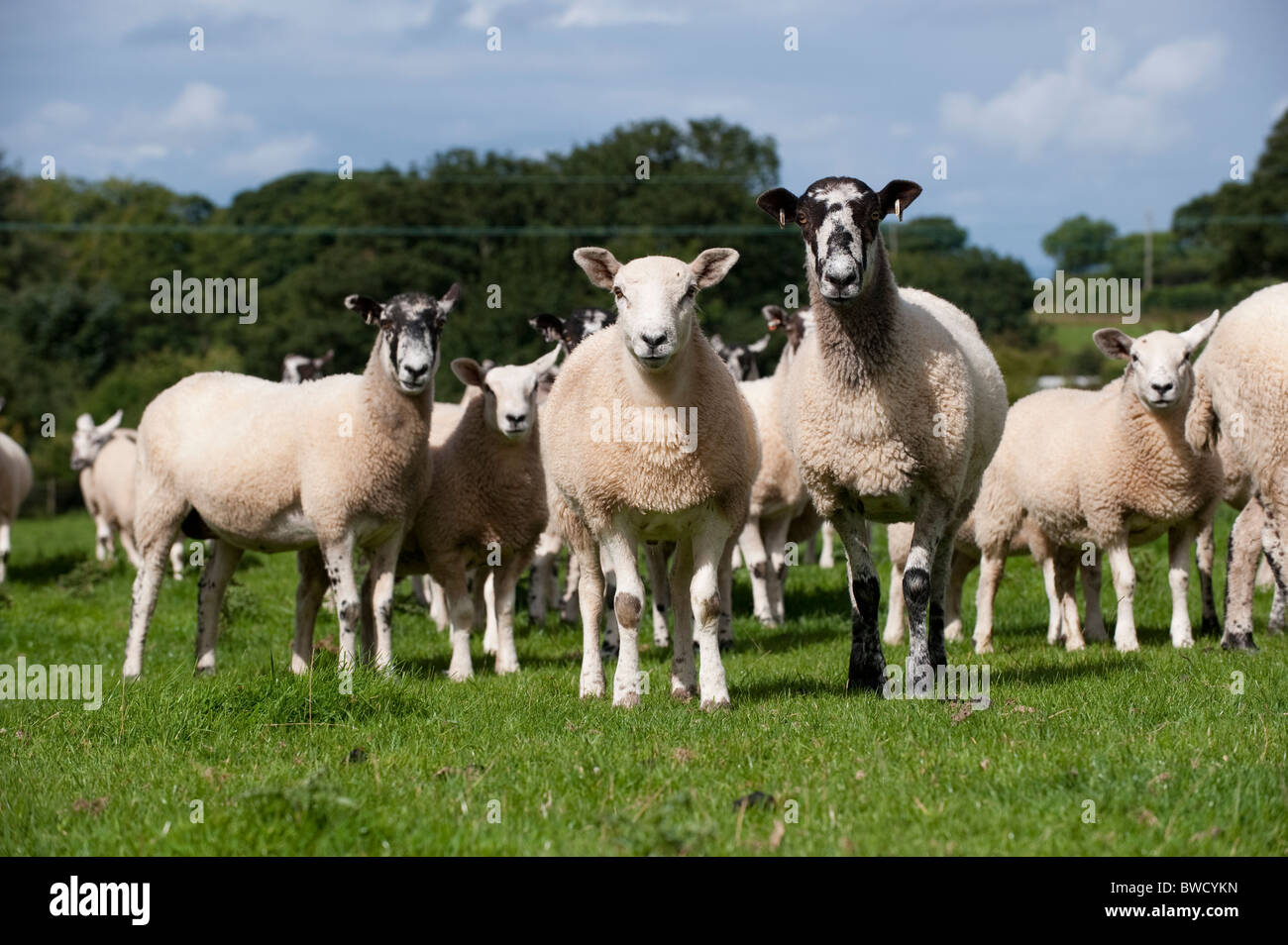 Mulo shearlings con agnelli a piedi. Foto Stock