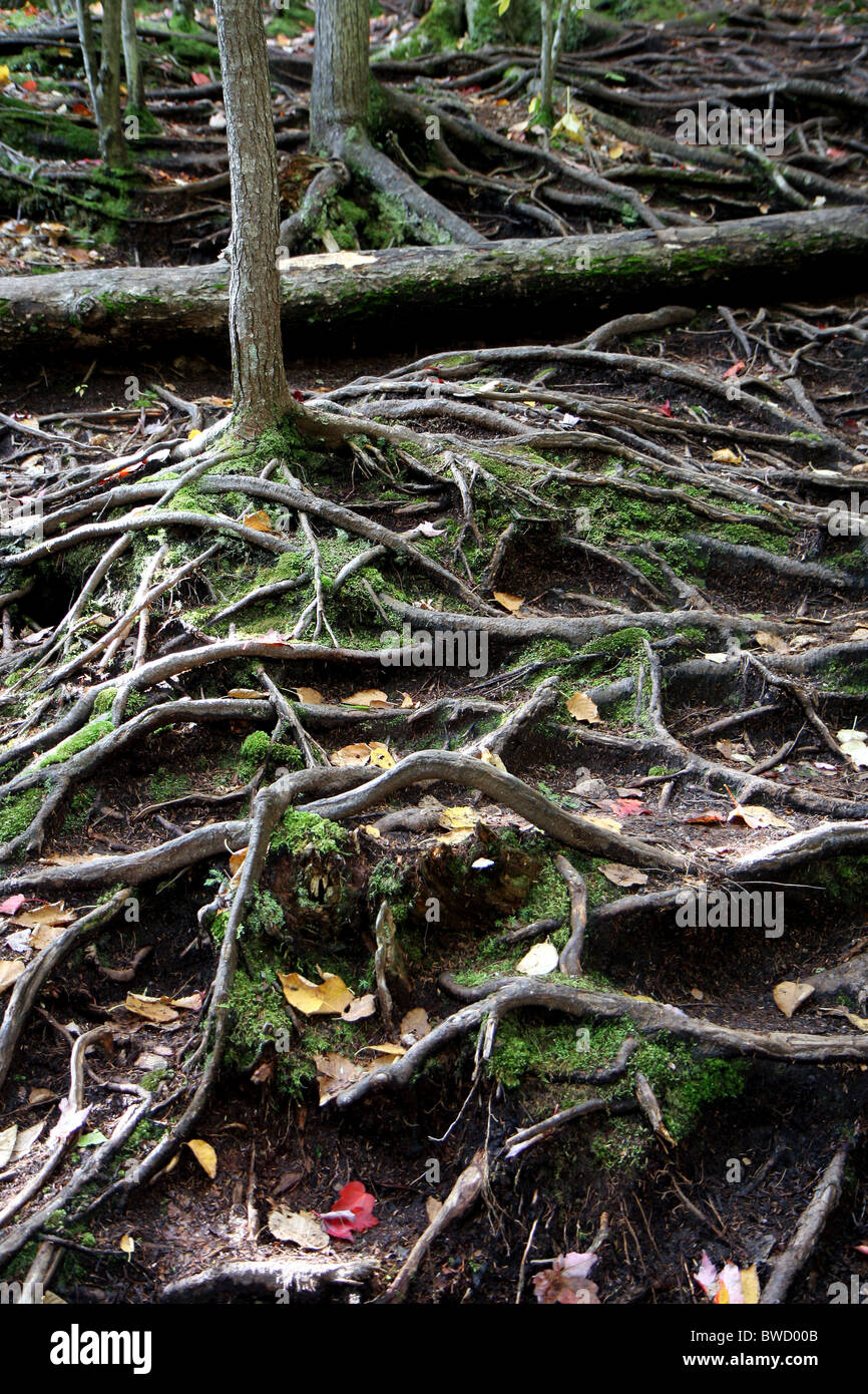 Radici di alberi in una foresta al tempo di caduta Foto Stock