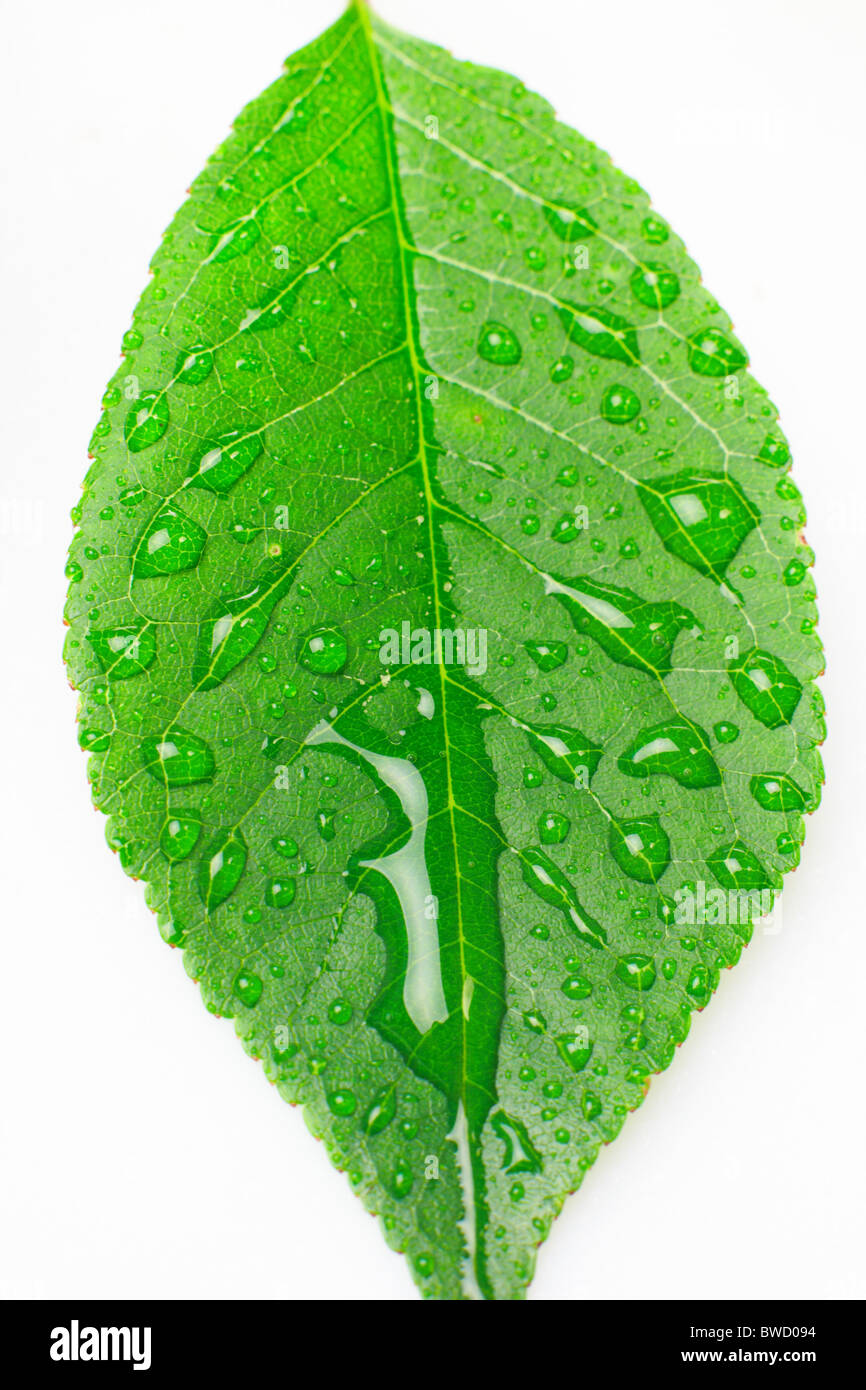 Close-up bellissima foglia con gocce Foto Stock