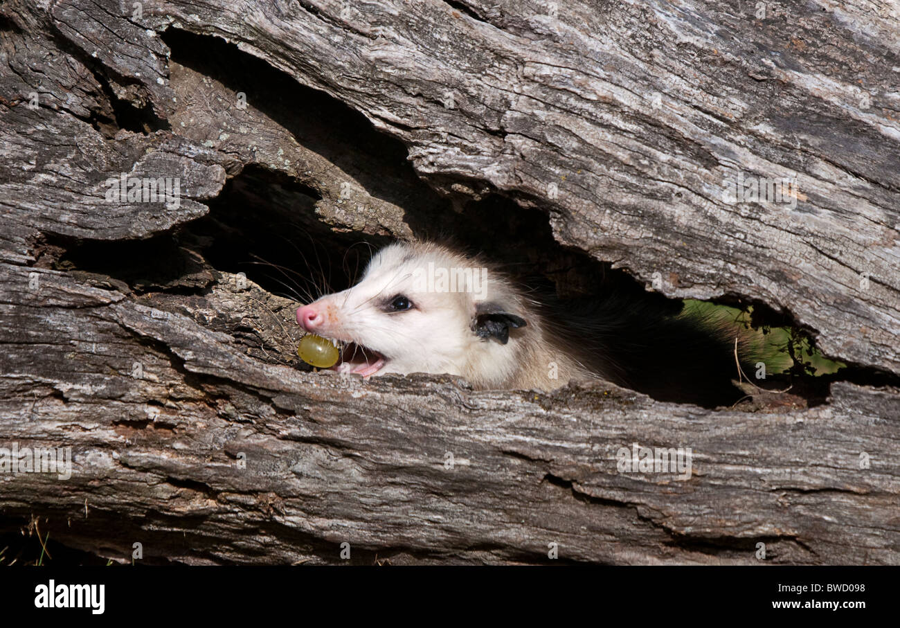 Howell Centro Natura Wildlife Shoot. Tutte le foto sono in vendita contatto paulcannonstudio.com Foto Stock