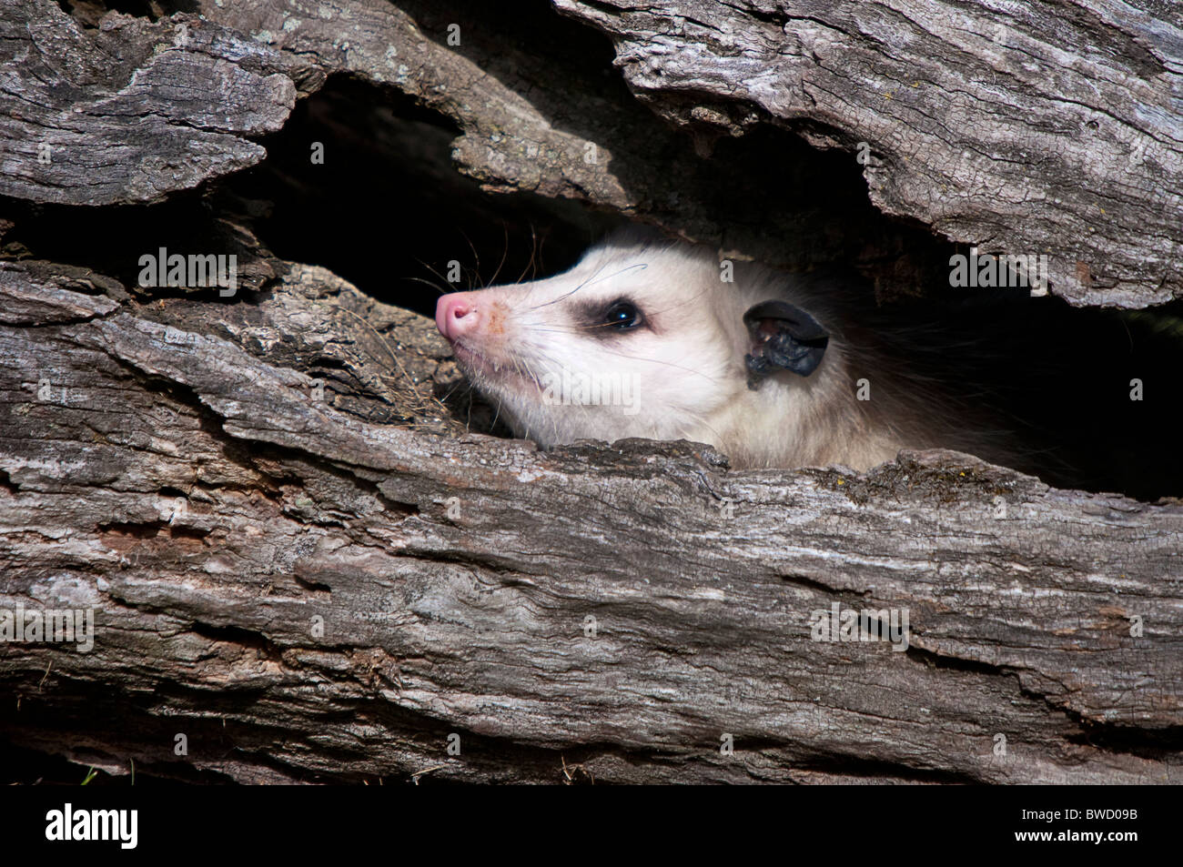 Howell Centro Natura Wildlife Shoot. Tutte le foto sono in vendita contatto paulcannonstudio.com Foto Stock