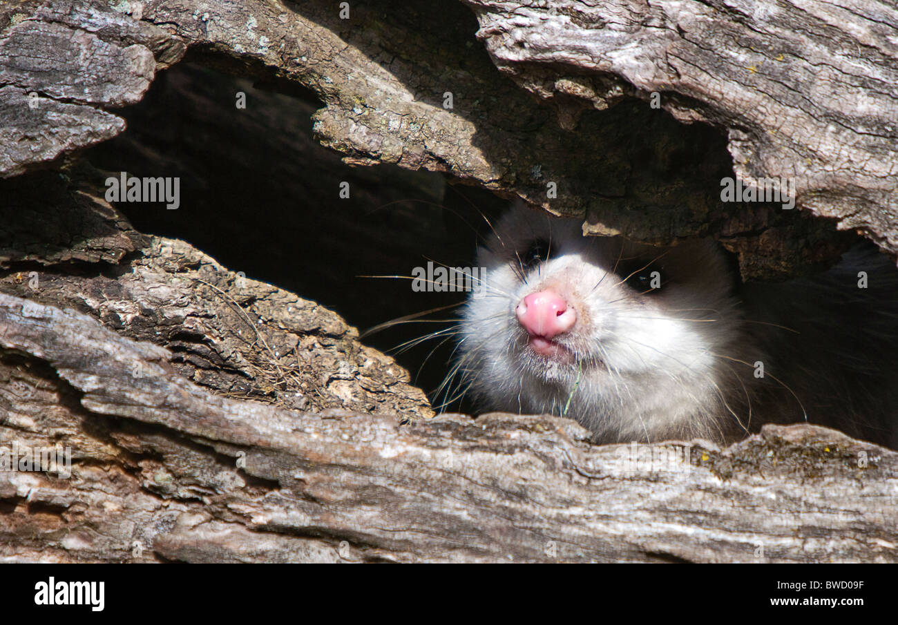 Howell Centro Natura Wildlife Shoot. Tutte le foto sono in vendita contatto paulcannonstudio.com Foto Stock