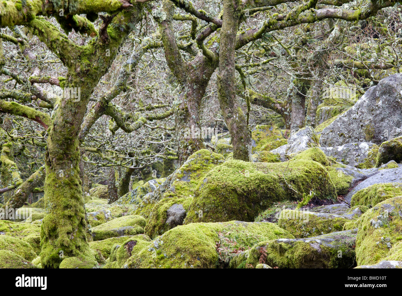 Recedono alberi di quercia crescere da un labirinto di rocce di muschio in legno Wistmans su Dartmoor Foto Stock