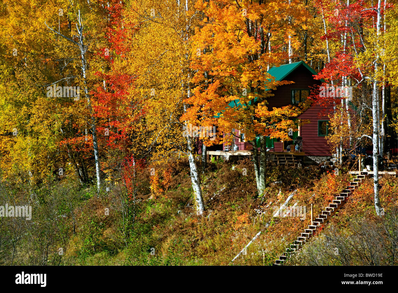 Cabina rurale incorniciato dai brillanti colori autunnali nella Penisola Superiore del Michigan.. Foto Stock