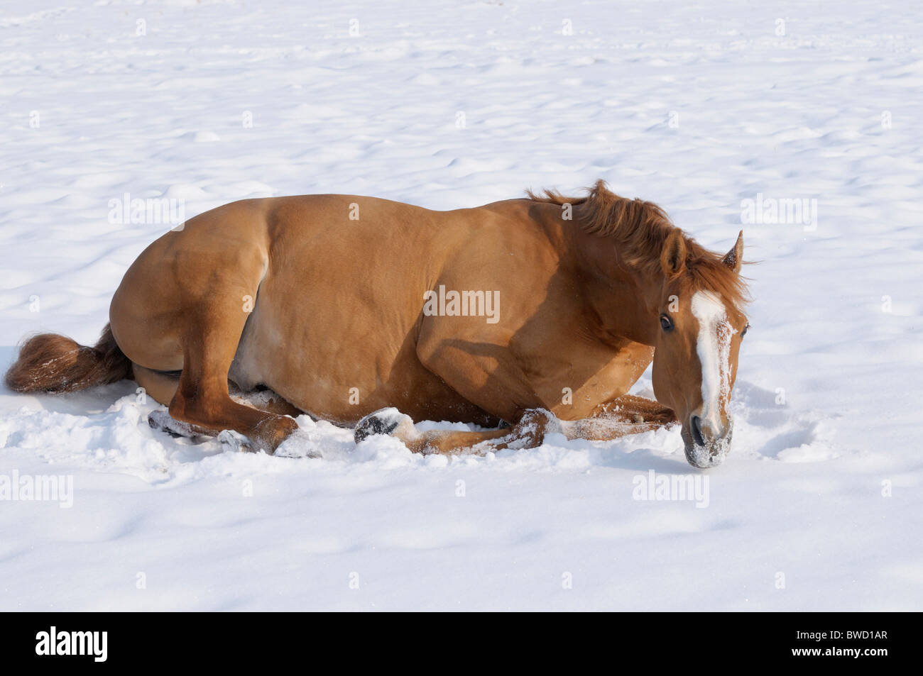 Warmblood ungherese di rotolamento a cavallo nella neve Foto Stock