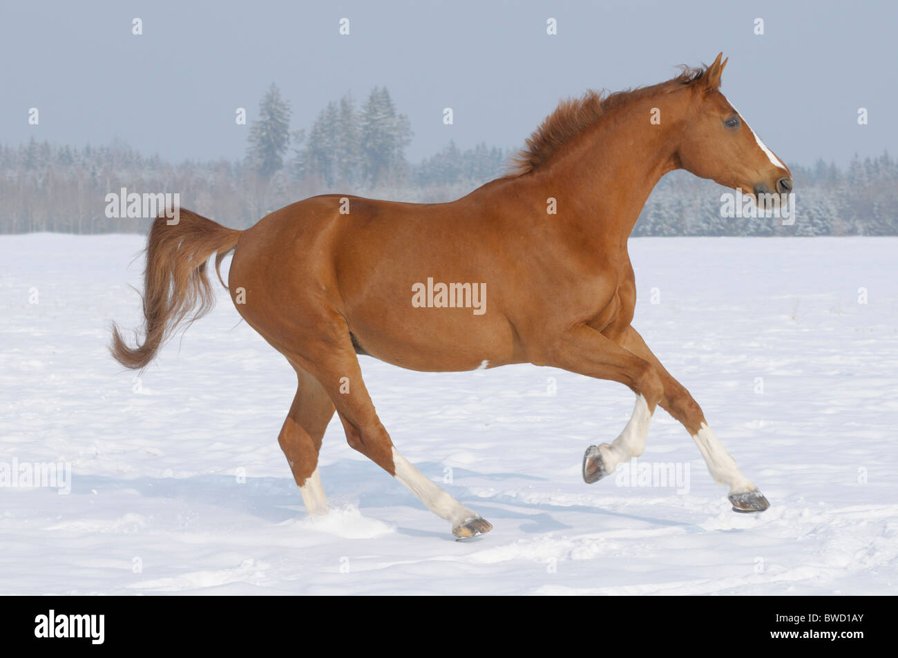 Il tedesco warmblood cavallo al galoppo nel paddock di inverno Foto Stock