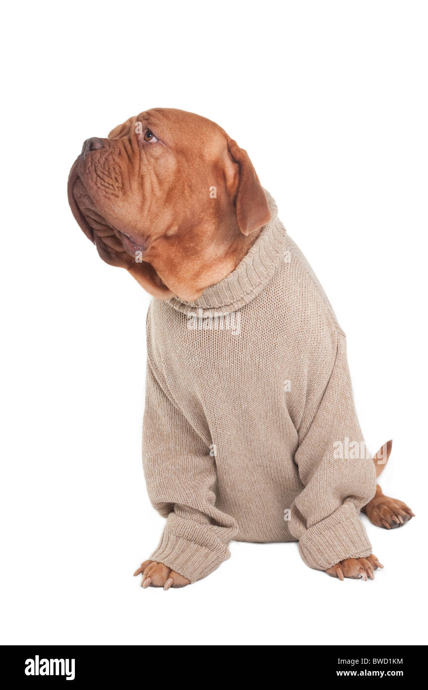 Grave Dogue de Bordeaux che indossa un maglione Foto Stock