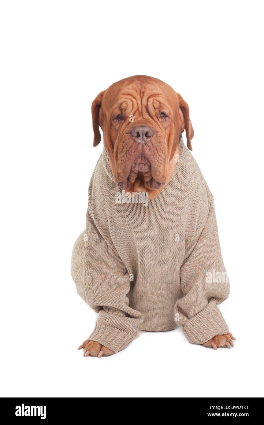 Ritratto di un Dogue de Bordeaux con maglione Foto Stock