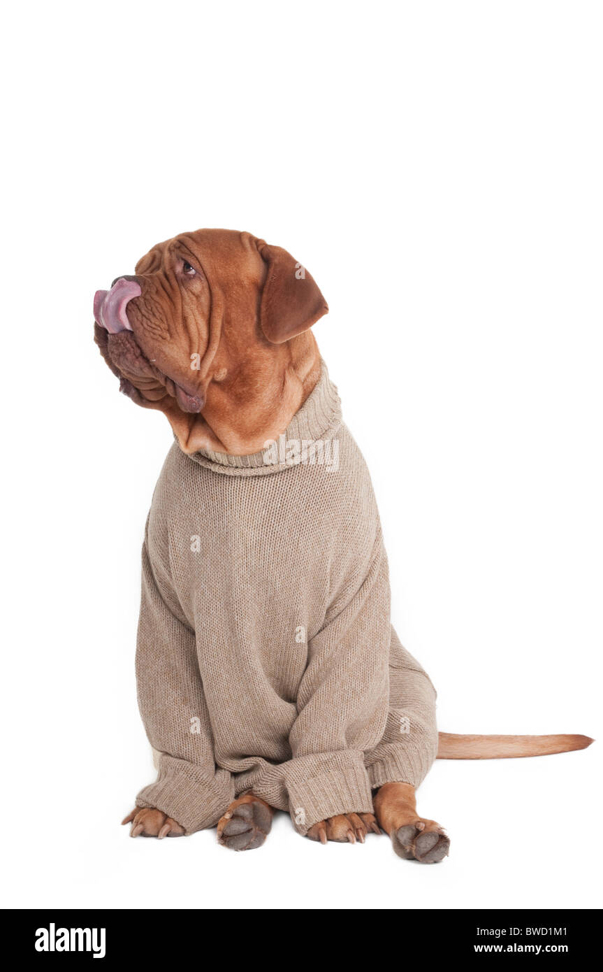 Udienza Dogue de bordeau e indossa un maglione, leccare il suo naso Foto Stock