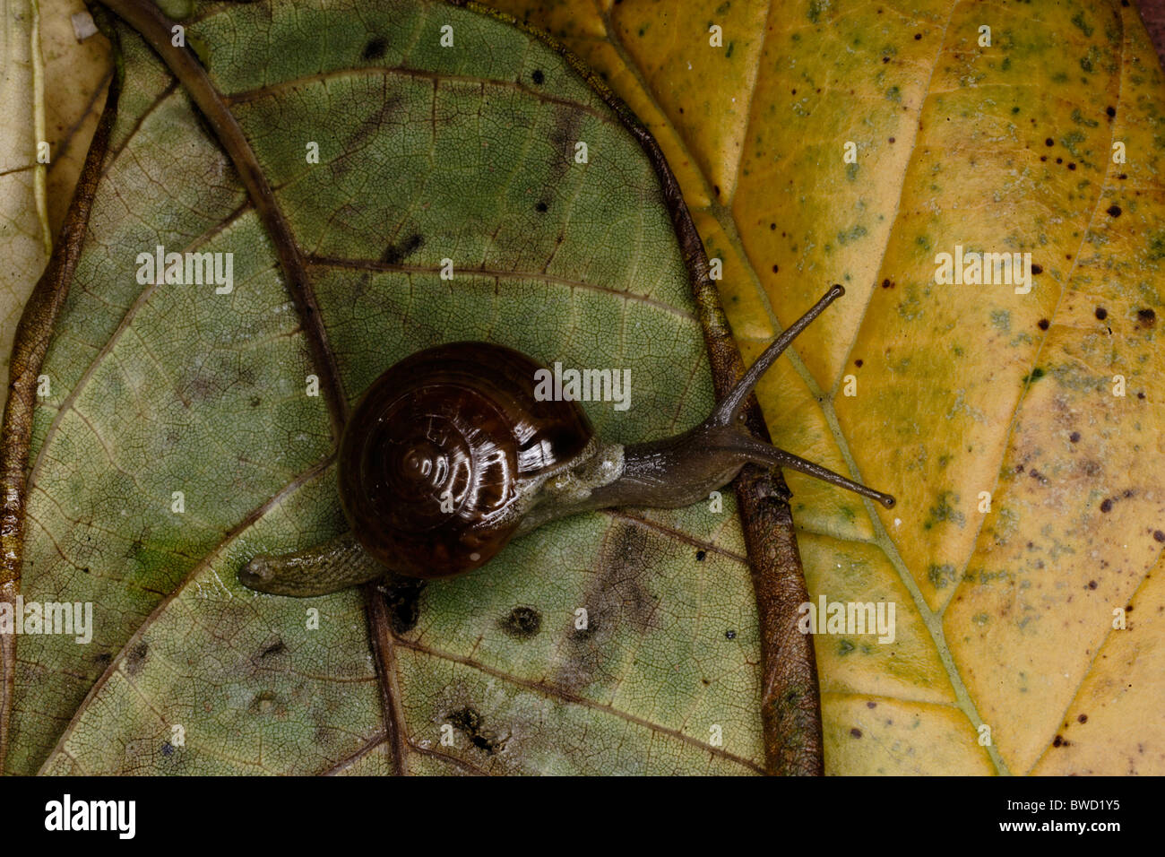 Lumache con cautela in movimento su un foglie . ( India ) Foto Stock