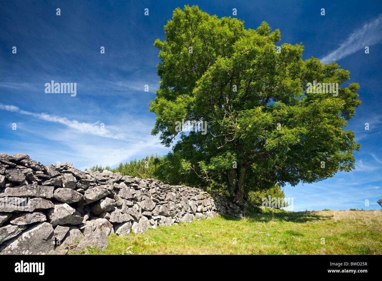 In estate, un comune albero di cenere di fronte a una pietra a secco parete (Auvergne - Francia). Frêne devant onu Mur de pierres sèches (Francia). Foto Stock
