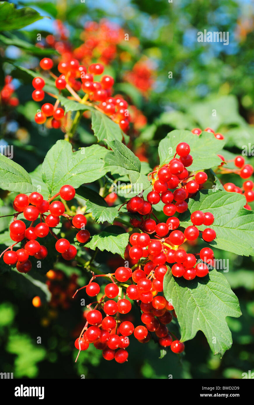 Viburnum (Viburno Rose) Foto Stock