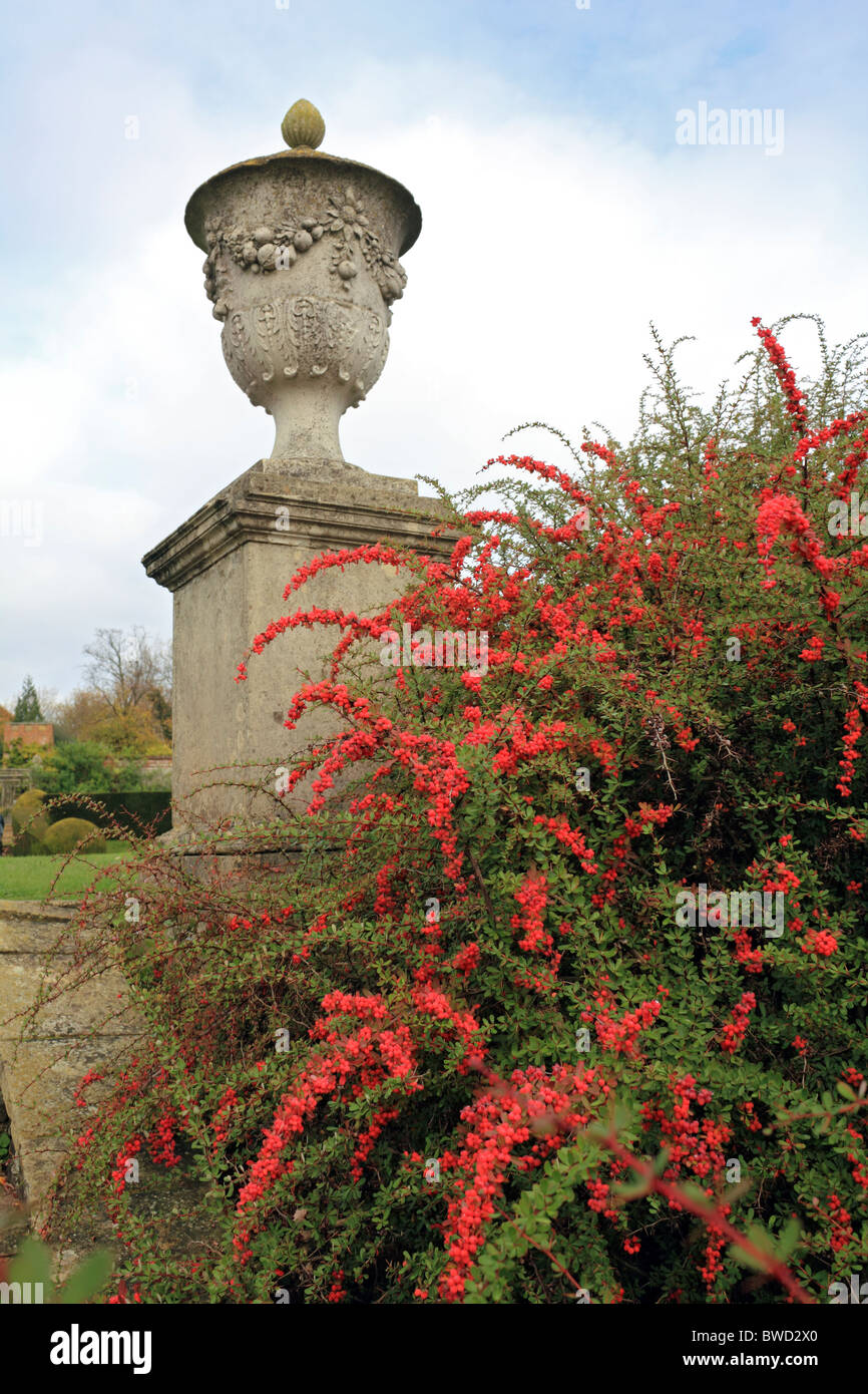 Urna di pietra nel giardino con berry coperto bush spinoso. Surrey England Regno Unito. Foto Stock