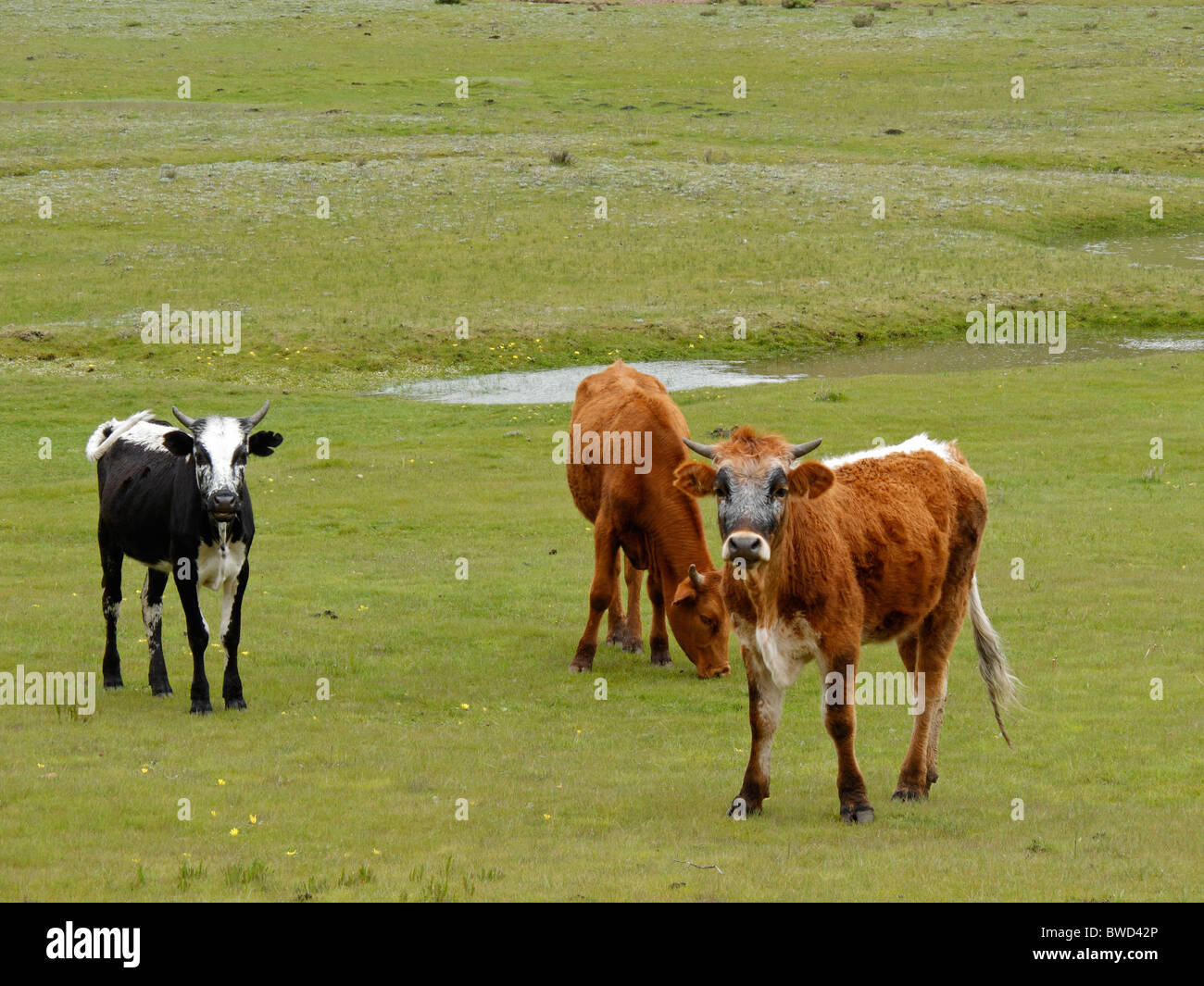 Il pascolo di bestiame sui pascoli verdi, Sud Africa Foto Stock