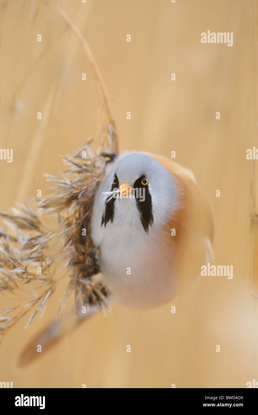 Ritratto di maschio Basettino (Panurus biarmicus) alimentazione sui semi di reed. Foto Stock