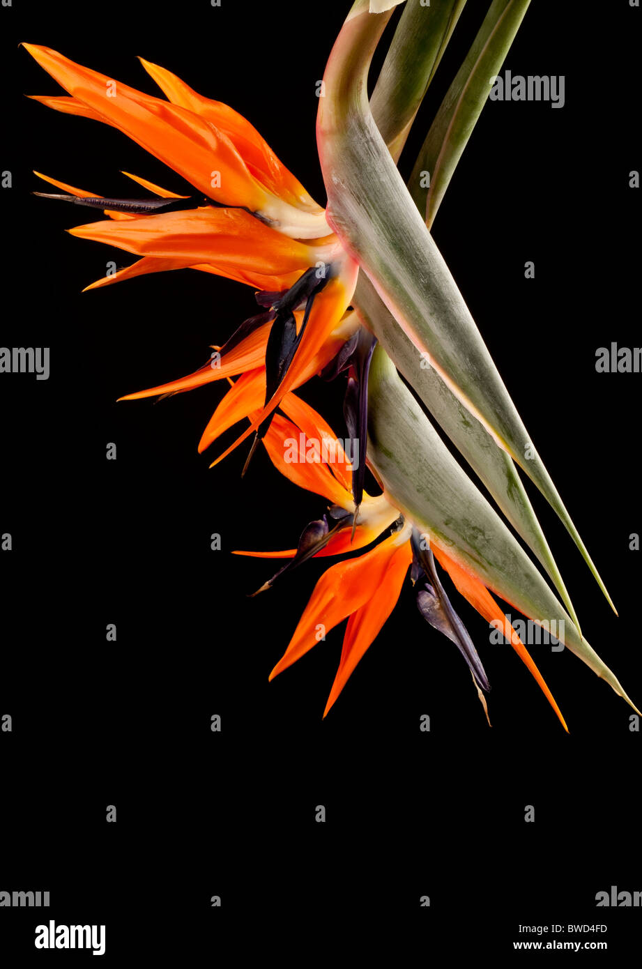 "Uccello del paradiso' 'Strelitzia Reginae' fiori Foto Stock