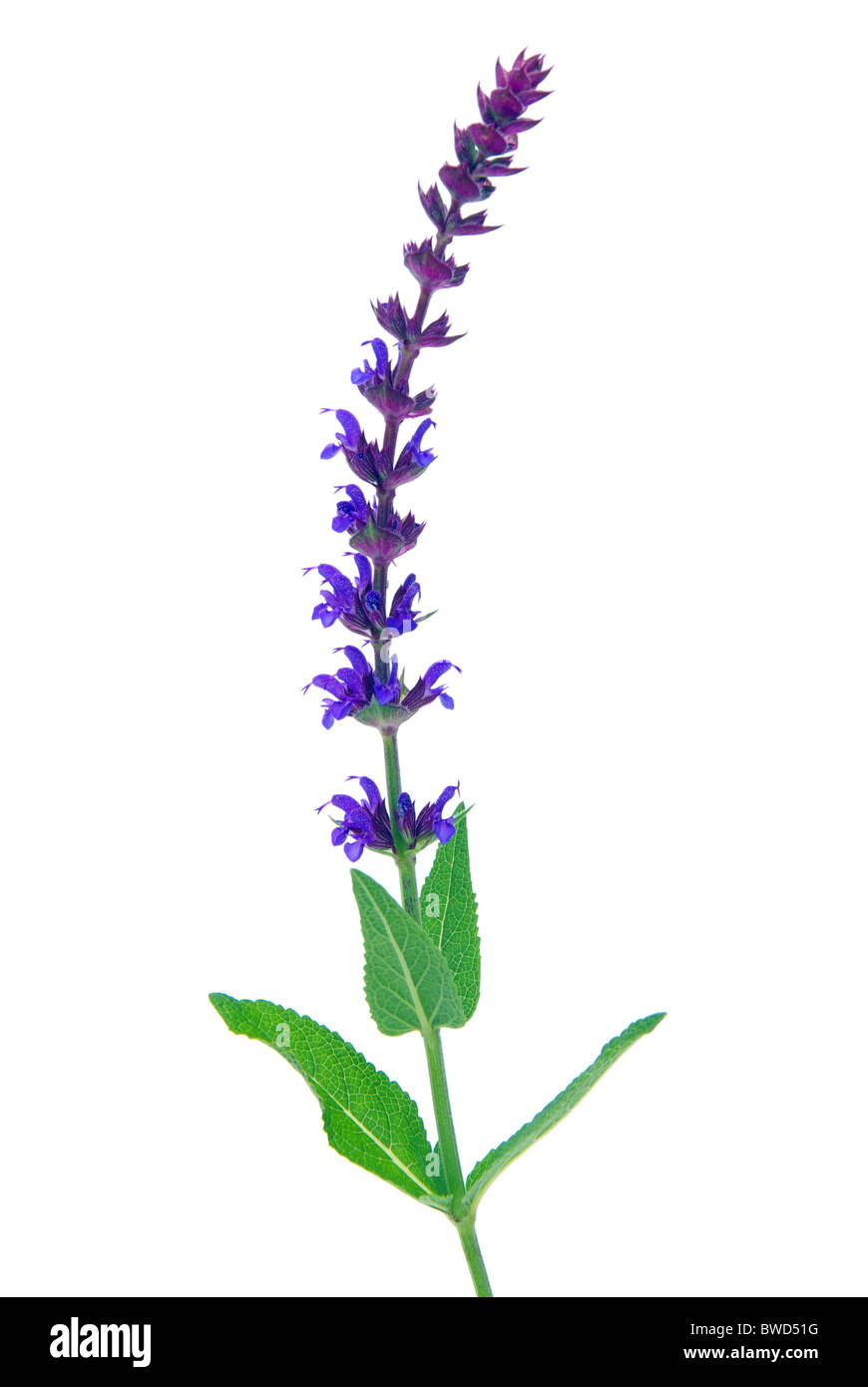 Salbeiblüte freigestellt - salvia fiore isolato 10 Foto Stock
