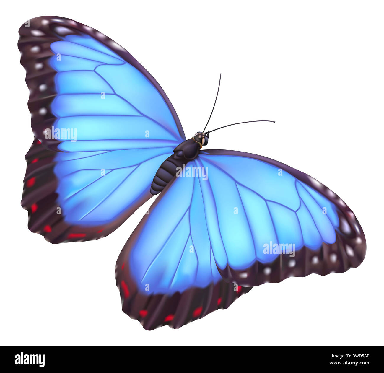 Illustrazione di un bel blu morpho butterfly Foto Stock
