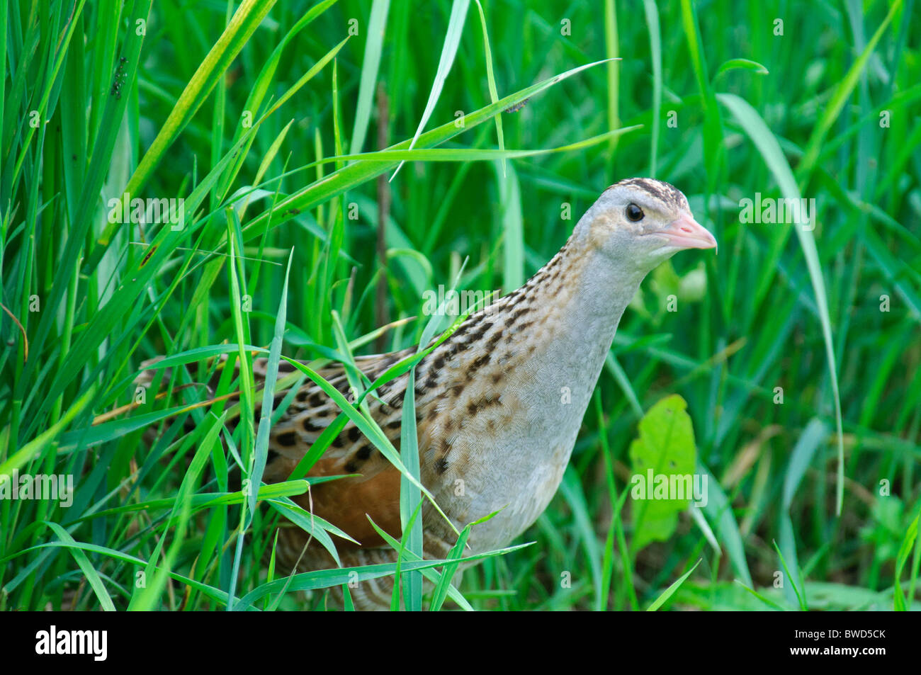 Re di Quaglie Crex crex a piedi attraverso l'erba Foto Stock