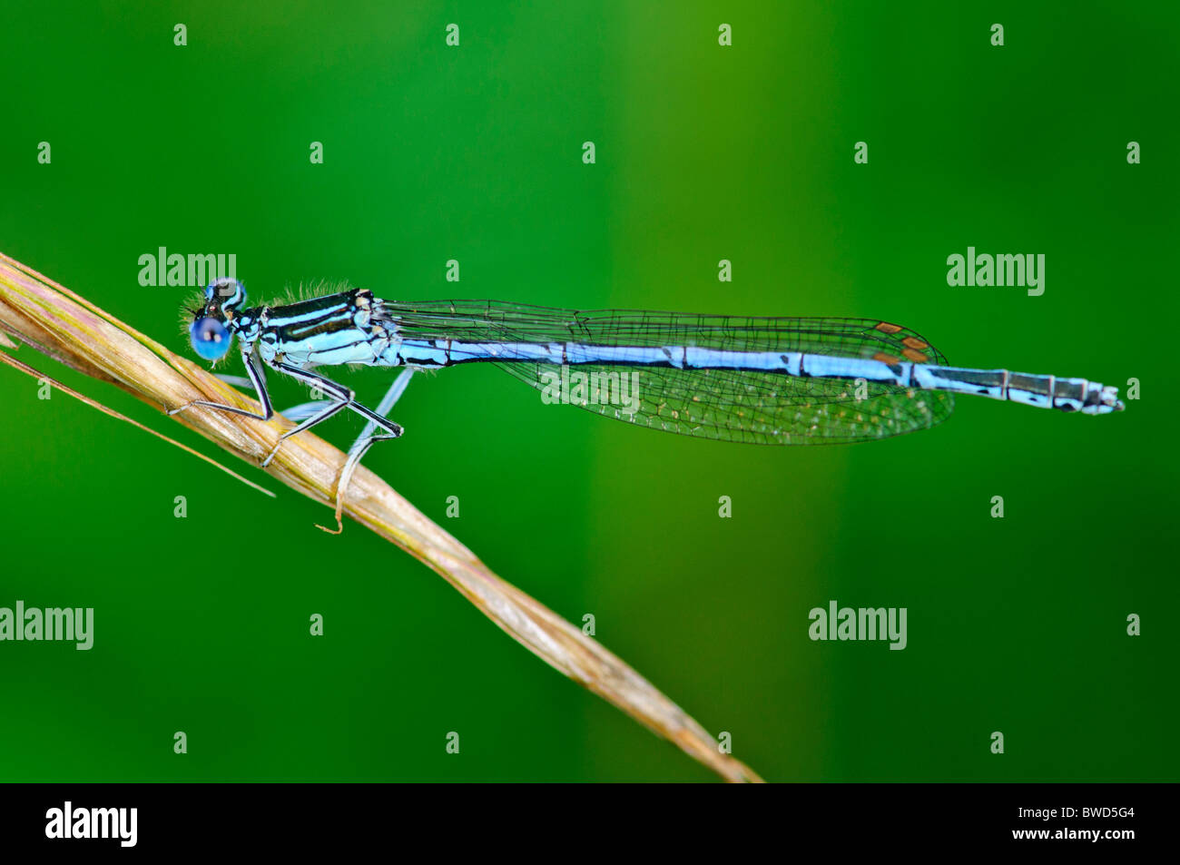 Blue Featherleg Platycnemis pennipes damselfly appoggiata Foto Stock