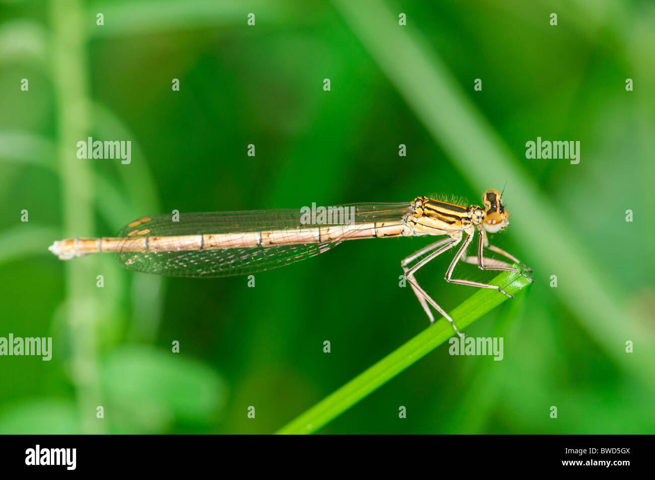 Blue Featherleg Platycnemis pennipes damselfly appoggiata Foto Stock