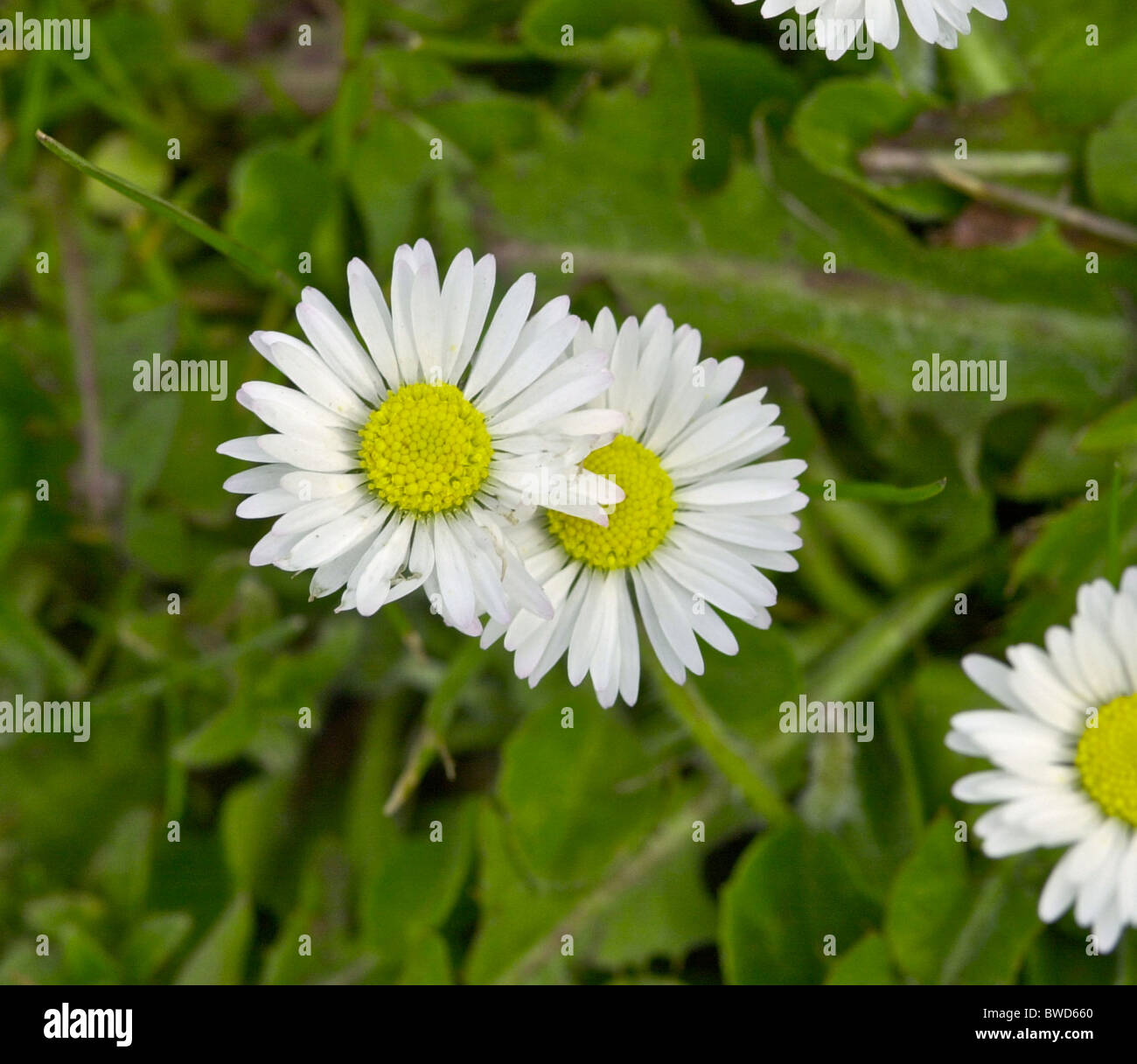 Daisy (Bellis perennis) odiato dai fanatici di prato - amati dai bambini Foto Stock