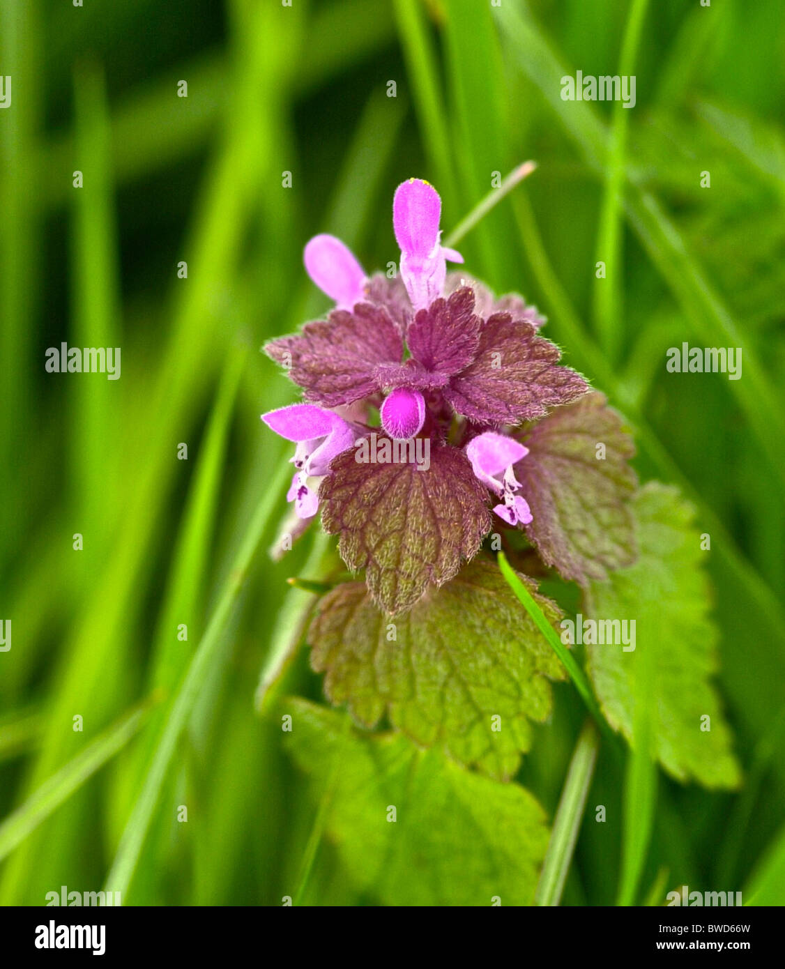 Red Dead ortica (Lamium purpureum) Foto Stock