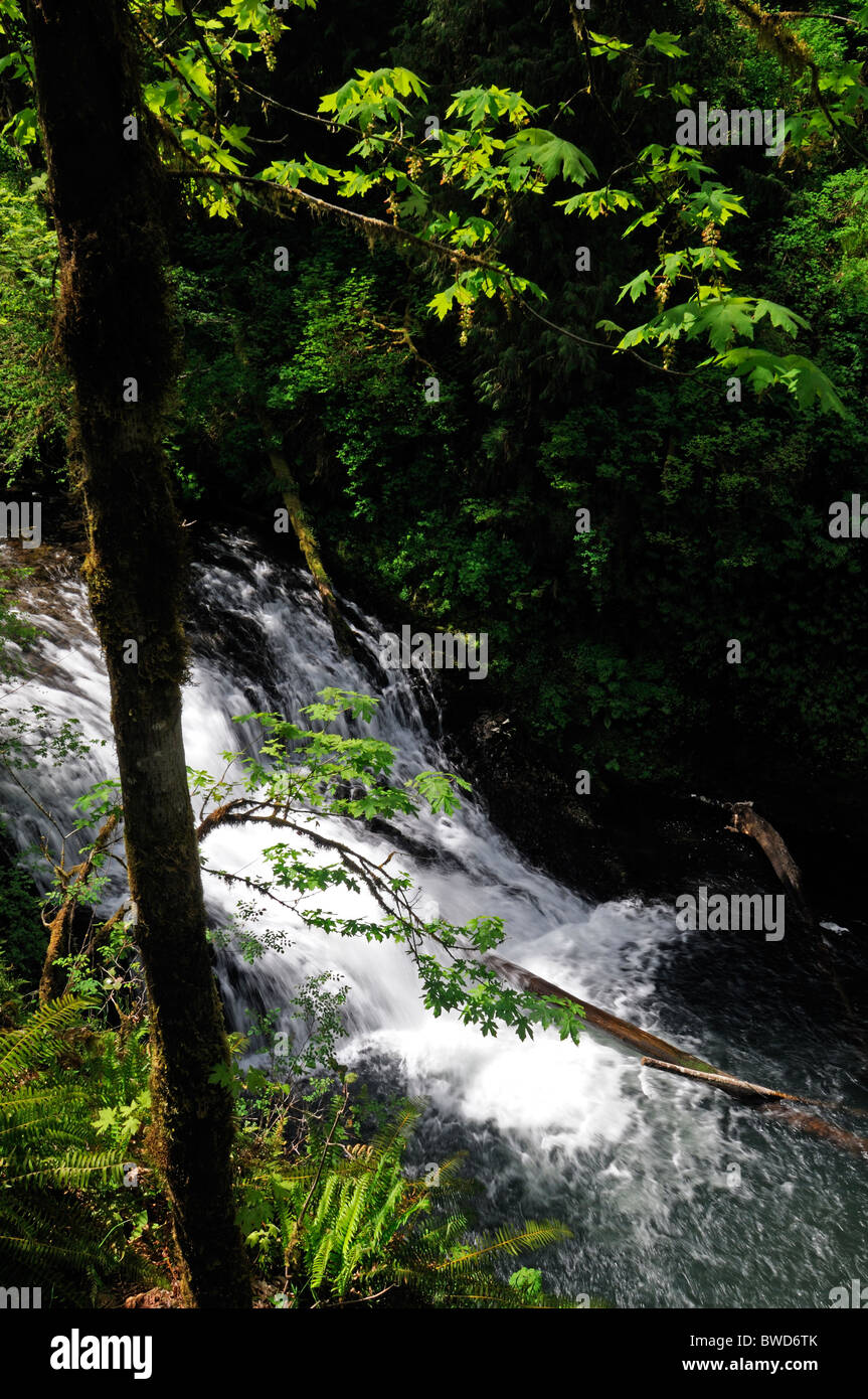 Drake cade Silver Falls State Park USA Oregon Trail di dieci cade Canyon Trail Foto Stock