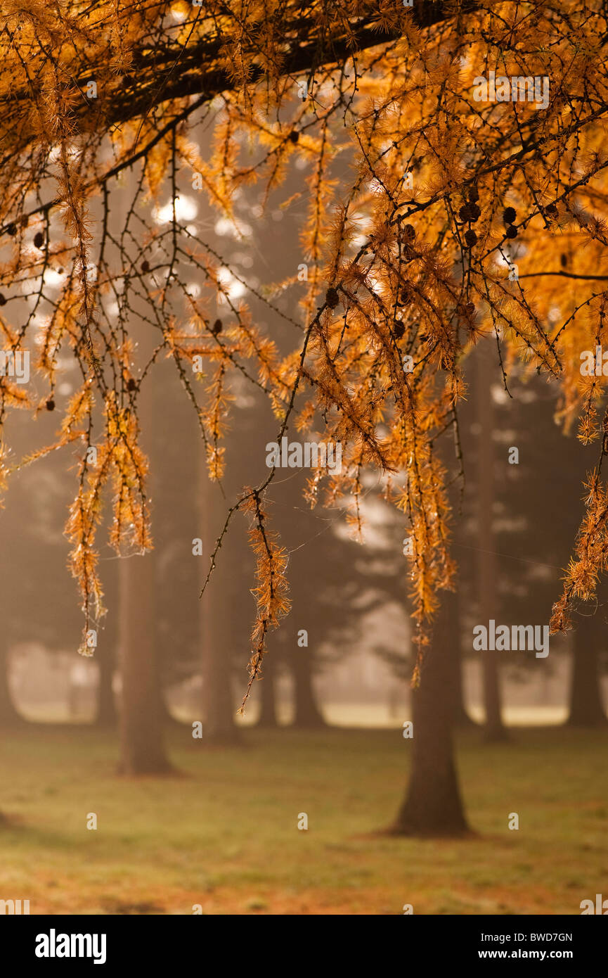 Il larice grove a Westonbirt Arboretum in Gloucestershire in una nebbiosa giornata d'Autunno Foto Stock