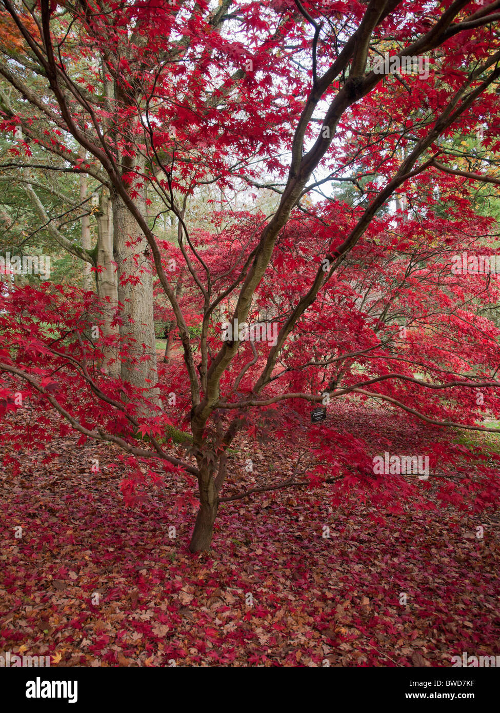 Bosco autunnale a batsford arboretum cotswolds gloucestershire Midlands England Regno Unito Foto Stock