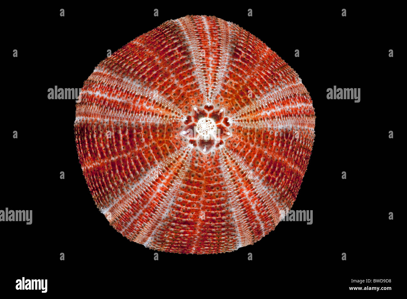 Un comune dei ricci di mare shell (Echinus esculentus) fotografato in studio. Coquille d'oursin photographiée en studio. Foto Stock