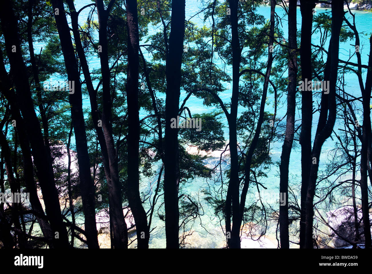 Stagliano alberi contro il turchese del mare sullo sfondo Foto Stock