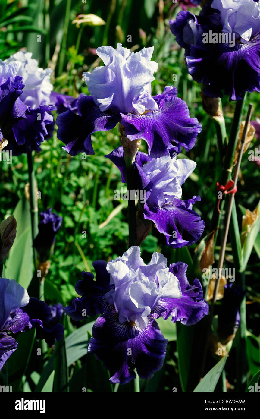 Iris barbuto premiere mondiale colore colore flower bloom fiore azzurro Blue-Violet Foto Stock