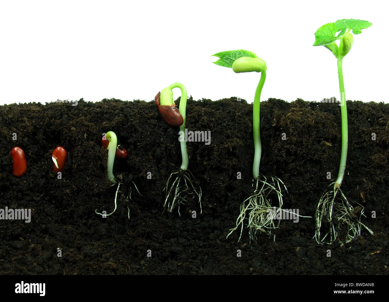 Sequenza di semi di fagiolo germinazione nel suolo Foto Stock