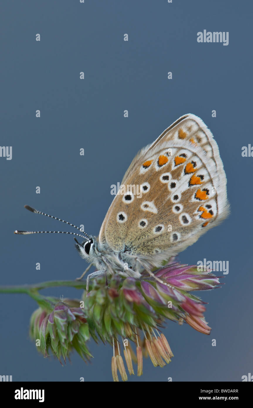 Comune femmina blu butterfly crogiolarsi al sole del mattino Foto Stock