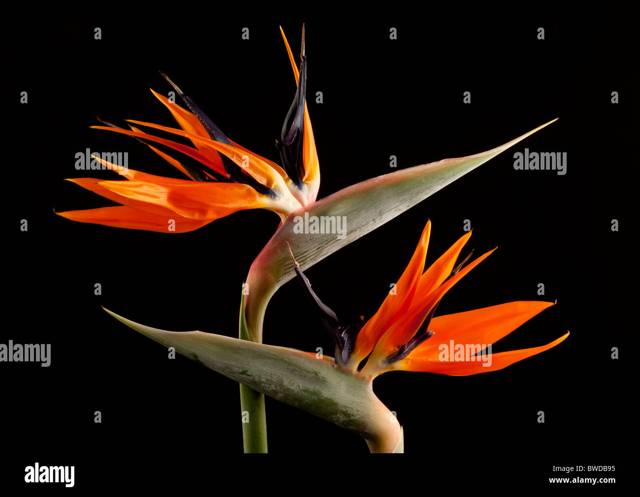 Le teste dei fiori di due "uccello del paradiso" fiori 'Strelitzia Reginae' Foto Stock