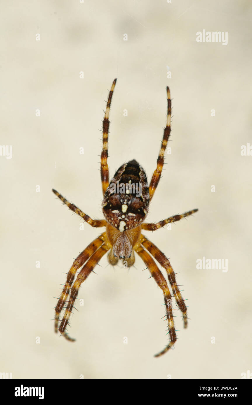 Giardino europeo spider (Cross spider) Araneus diadematus Foto Stock