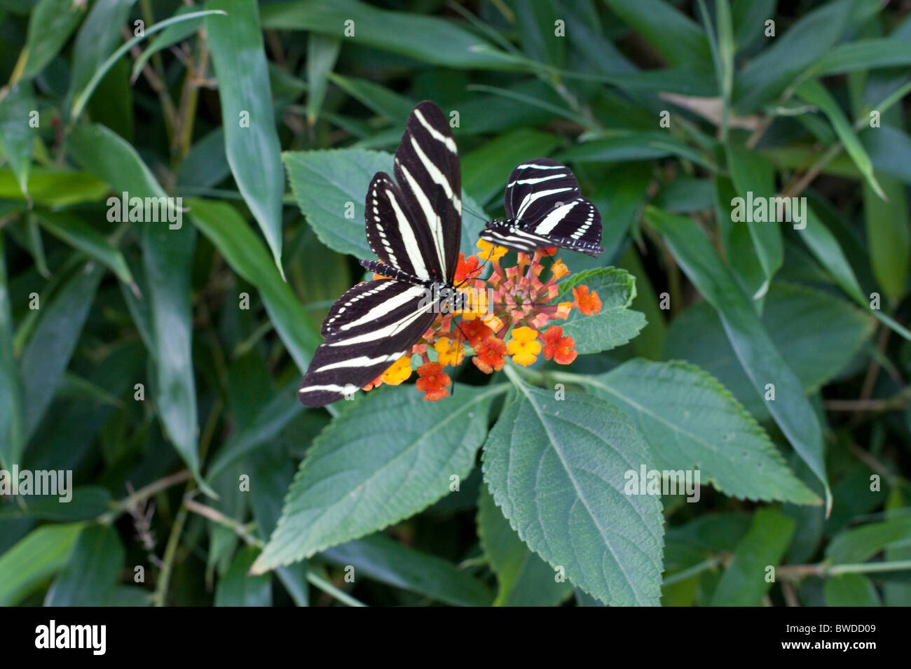 Siproeta stelenes Butterfly su foglie Foto Stock