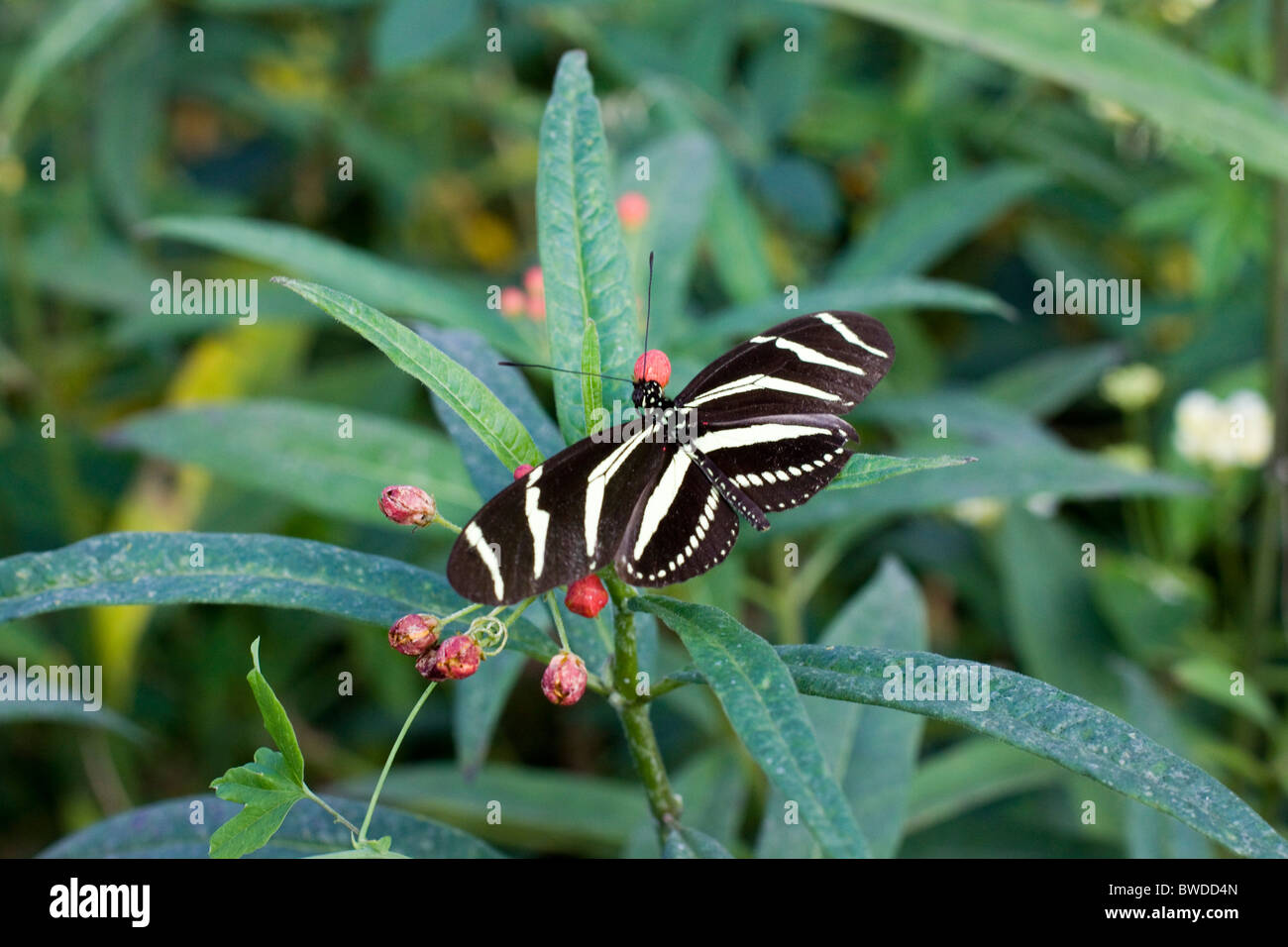 Siproeta stelenes Butterfly su foglie Foto Stock