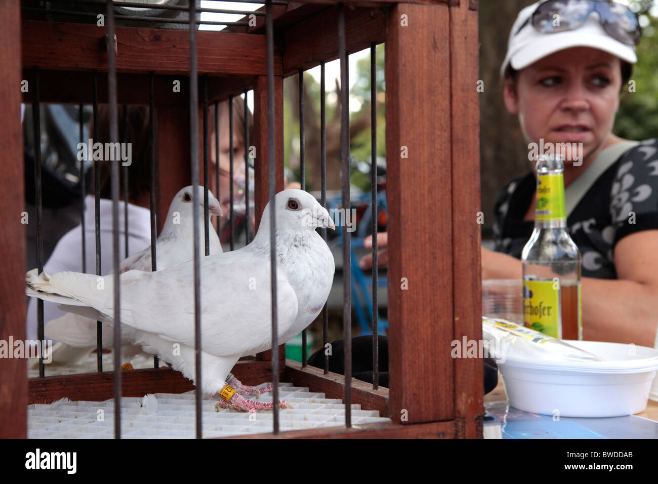 Piccioni sull'autostrada tedesca A40 a Dortmund, la zona della Ruhr - Stilleben evento in estate 2010 Foto Stock
